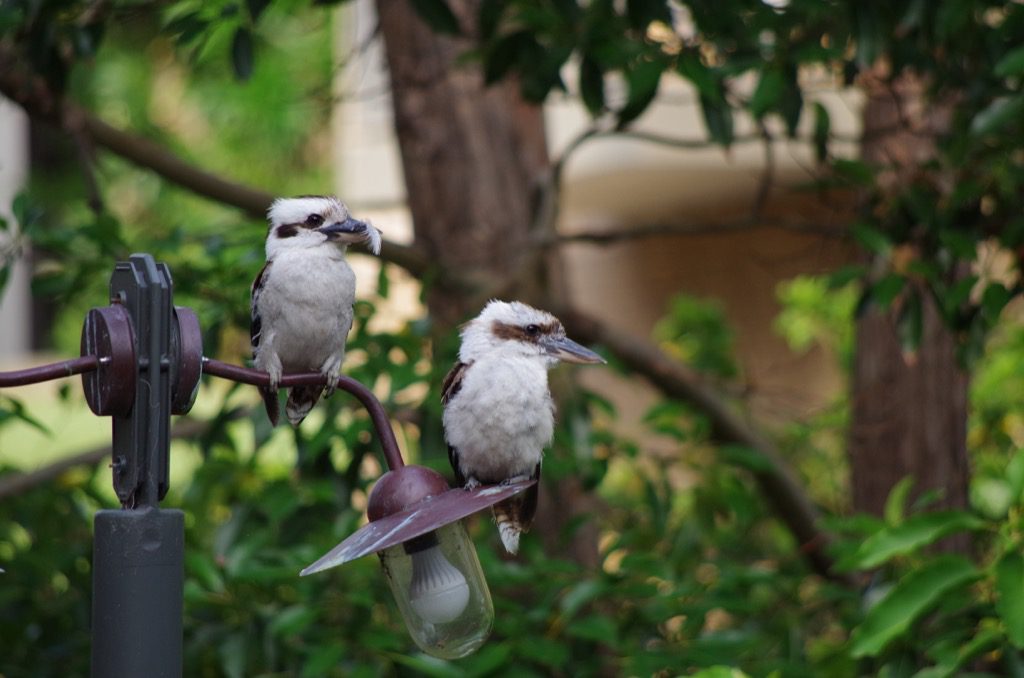 kookaburras